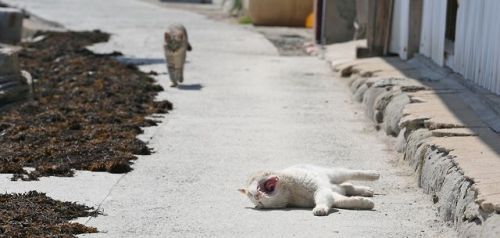 karthus: splders: cuteness-daily: This is Cat Island. It is located in Tashirojima which is a small 