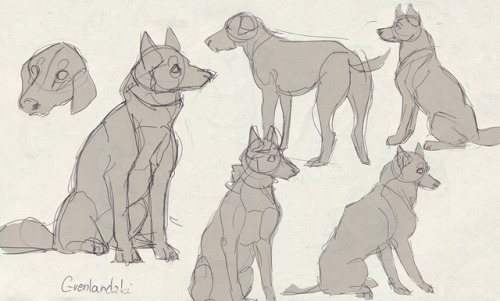 Dog show croquis - Wroclaw ‘16These are mostly Azawakh and Greenland Dogs sketches