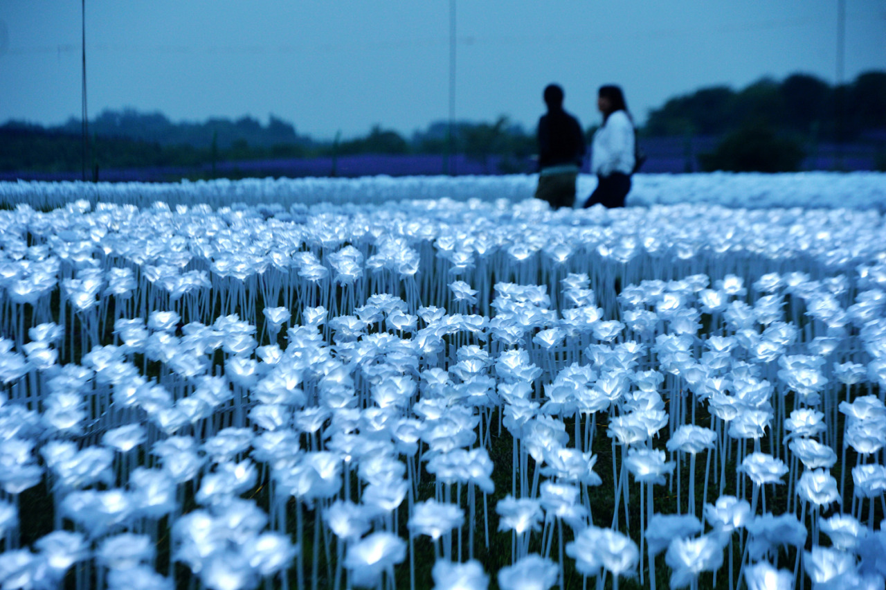 cctvnews:  Welcome to a sea of rose lights! People in Wuhan, central China’s Hubei