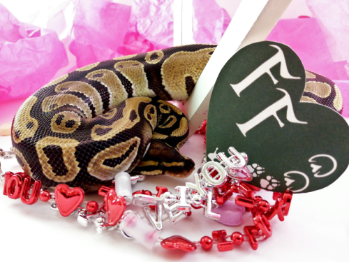friendly-familiars: Ziggy also posed for some great shots! 