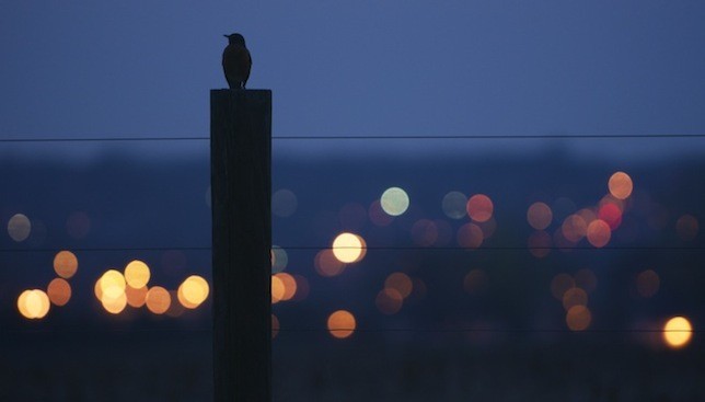 American birds are in dire straits, 2 new reports warn
Climate change and habitat loss will push hundreds of U.S. birds near the brink of extinction this century, scientists say, forcing many iconic species to adapt, move somewhere else or go down...