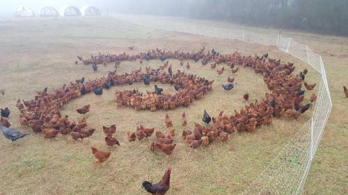 radroachmeat2: highfivesforcoolguys: Chicken spiral… A storm is coming