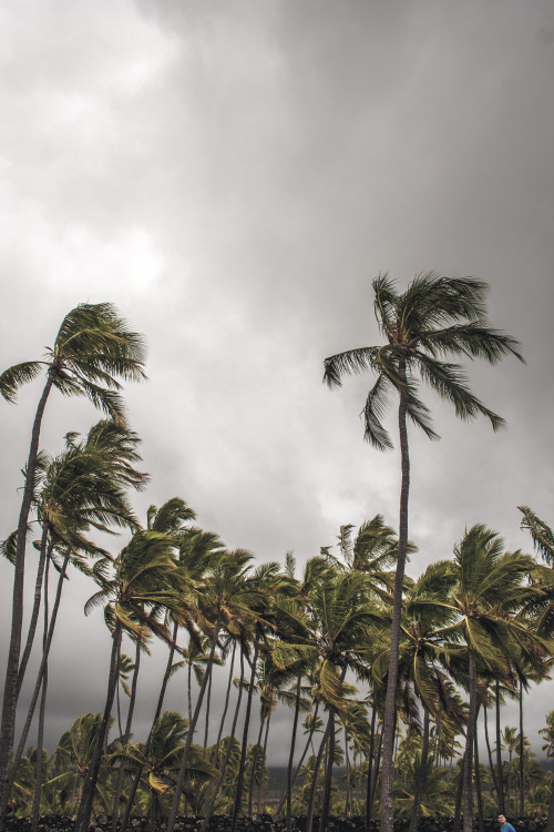 frances-dierken: What the Wind Blows InPuʻuhonua o Hōnaunau National Historical Park, Hawaii, Decemb