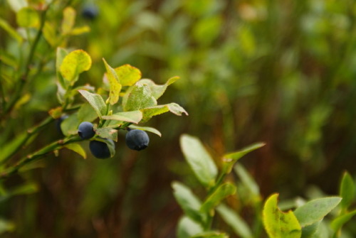 tamersa: Fungus and Plants of Karkonosze