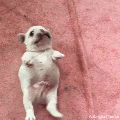 whyismagnuscrying: pfdiva:  alxbngala: THIC FAT BABY FRENCHIES MASTER POST [X/X]