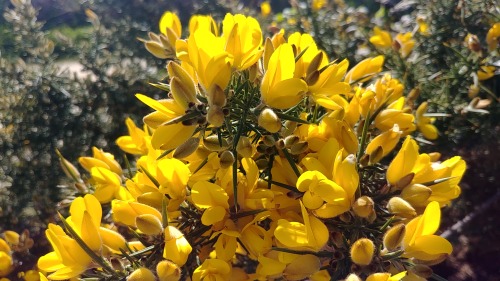 the-flowers-blog:Gorse, March 2021