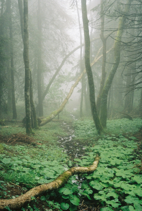 just-breezy:Bois du Bilioley. by abran fuego