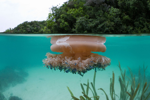 nevver:  You can’t get there from here  brain coral
