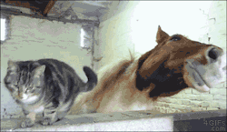 4gifs:  Cat and horse BFF. [video]