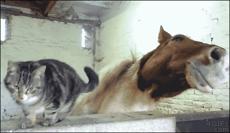XXX 4gifs:  Cat and horse BFF. [video] photo