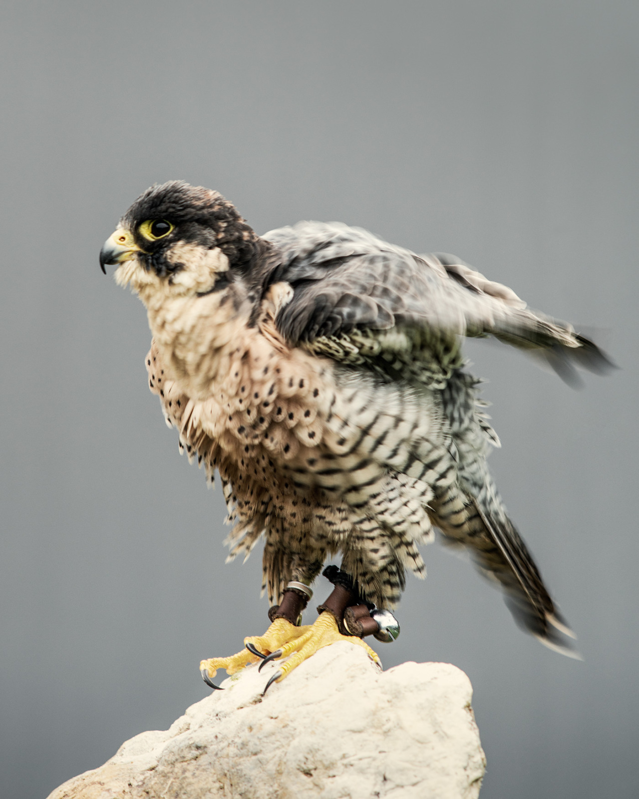 chasingthehawk:  shaylorphoto:  The Hawk Conservancy Trust is a conservation charity