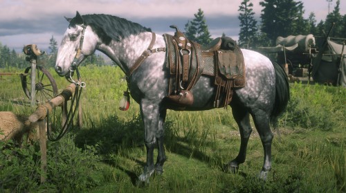 Showcasing the horses I have in “Red Dead Online”. Some new, some old with a lot le