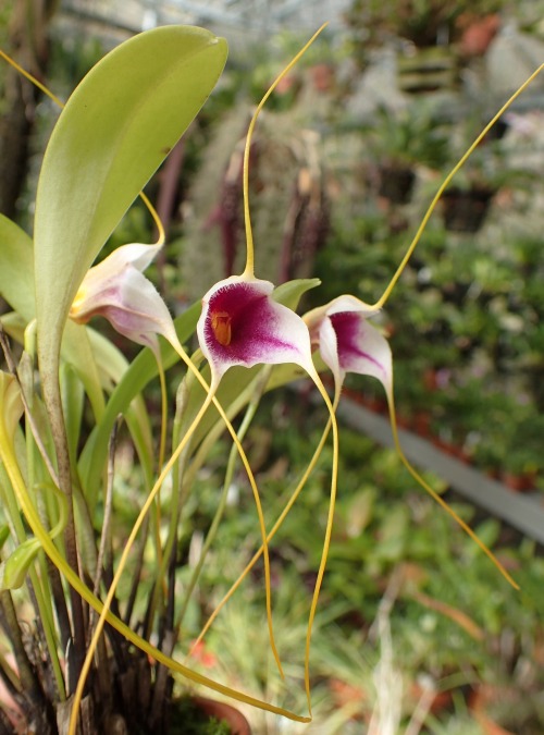 orchid-a-day:  Masdevallia exquisitaJune 26, 2022