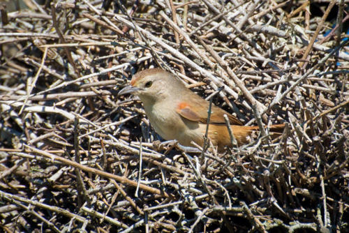 Little Thornbird (Phacellodomus sibilatrix) Distribution: central South America IUCN Statu