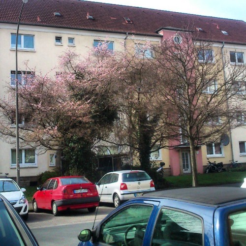 First #blossoms On A #tree I Saw This Year #spring 3.4.15 #Dortmund #Nordstadt (en Gneisenaustrasse Dortmund)