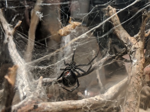 A black widow spider.