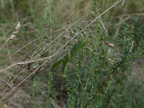 European mantis (Mantis religiosa)