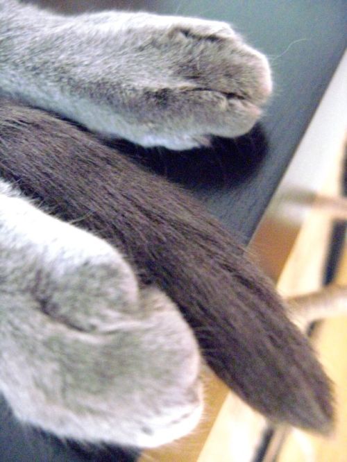 Perfect Paws