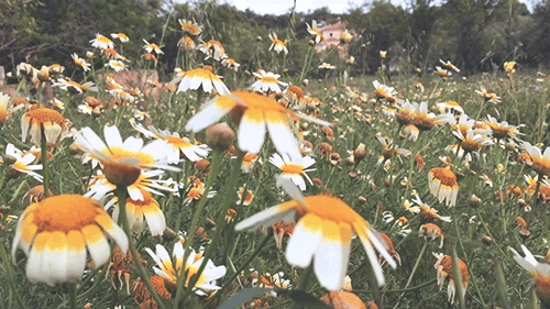 pedromgabriel:  - Hiking among wild daisies -by Pedro Gabriel
