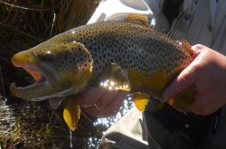 flyfishingwoman:  Caught and released brown