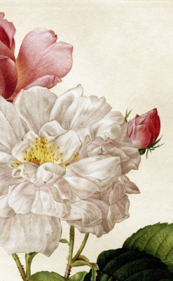 inividia:  “Les Roses - Rosa Damascena”  (detail) c. 1817-1824, Pierre-Joseph Redouté
