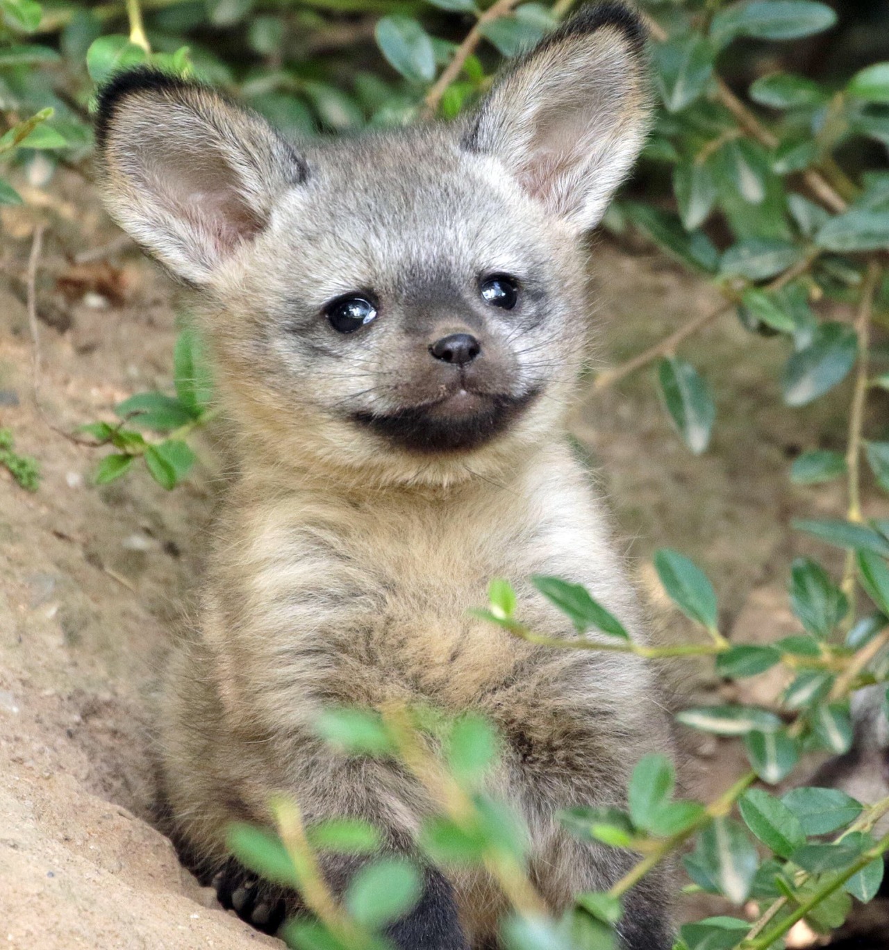 blackestbileandsmoke:glennisthemenace-deactivated202:why do bat eared foxes look
