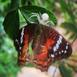 Y pensar que la tome por la mariposa y vaya