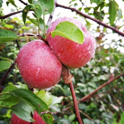 yourroyalpenis:  Apple booty. And it’s prairie dogging a leaf. Isn’t nature pure and beautiful? 🍎😌🍎