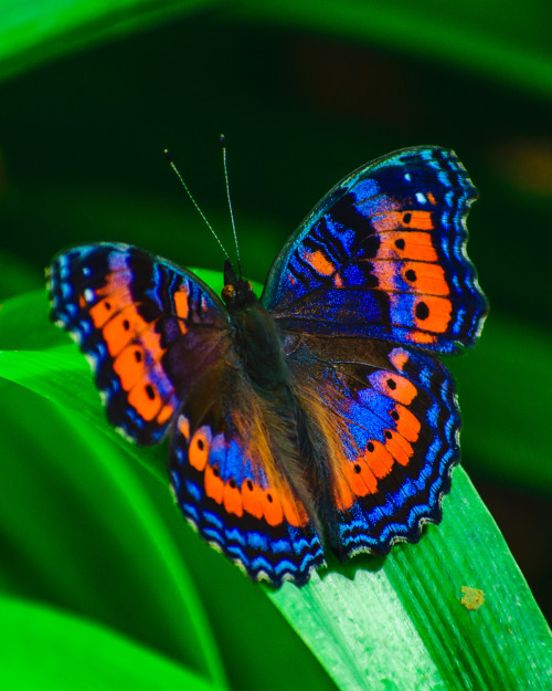 Onenicebugperday: Summer (Blue) And Winter (Red/Orange) Color Morphs Of The Southern