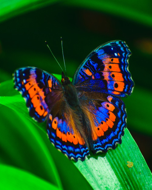 onenicebugperday: Summer (blue) and winter (red/orange) color morphs of the southern