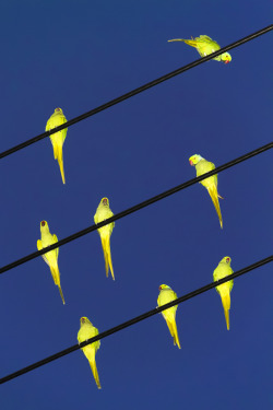 electricobjects:  Tokyo Parrots by Yoshinori