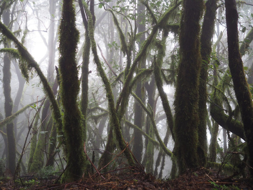 90377:La Gomera Wandern by Stefan Selle