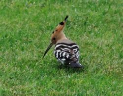 crooked-weather:  WE SAW A HOOPOE TODAY.