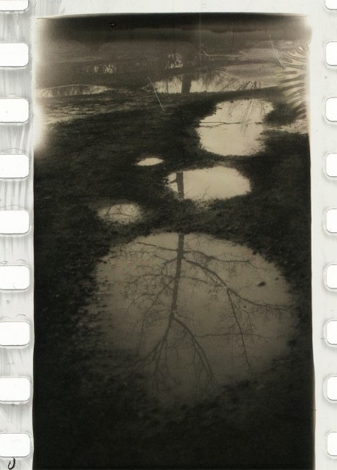 Arne van der Meer, Mirrored Tree, 2012