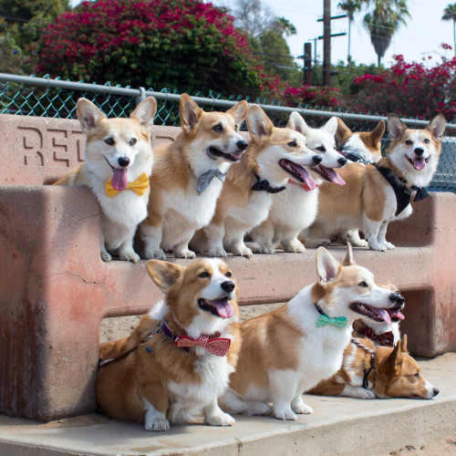 trinketbaby:Photos from a corgi meetup.