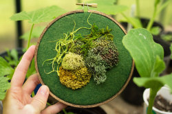 culturenlifestyle:Elaborate Moss Compositions Blossom From Embroidery Hoops Mixed media artist Emma Mattson creates exquisite stitched moss landscape onto embroidery hoops. With the use of felt, thread and the french knot, Mattson’s embroideries mimic