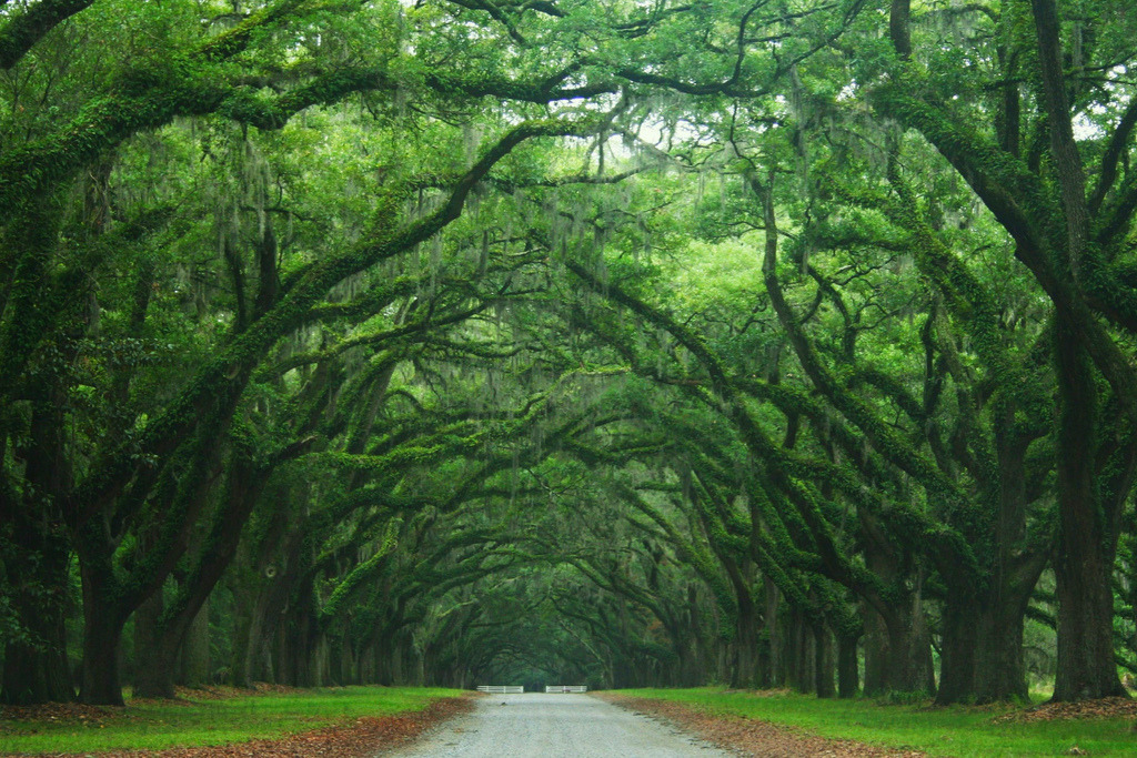 travelingcolors:  Savannah | Georgia (by xthylacine)
