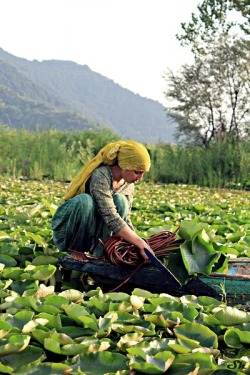 ouratlas:  Kashmir, India 