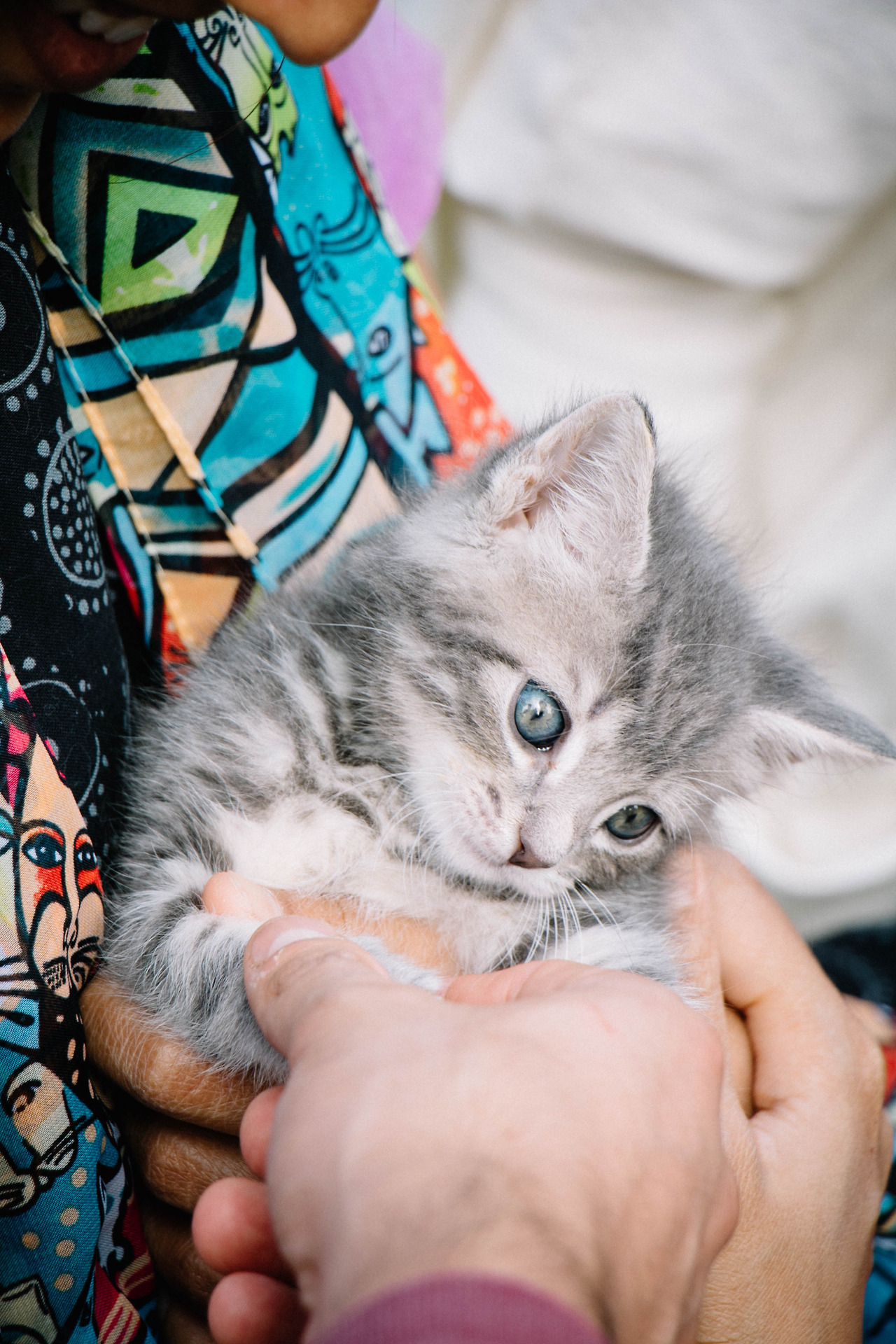 89cats:09.02.2017 // Caturday in Boston