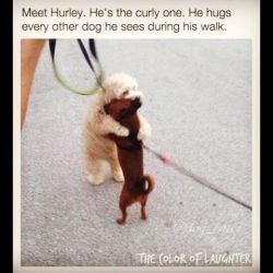 Be like Hurley #hurley #hugs #doggiehugs