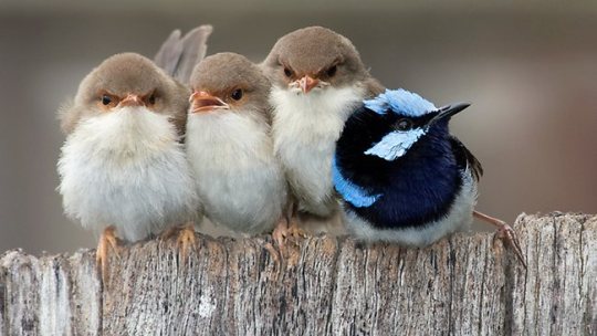 cuddling fairy wrens adult photos