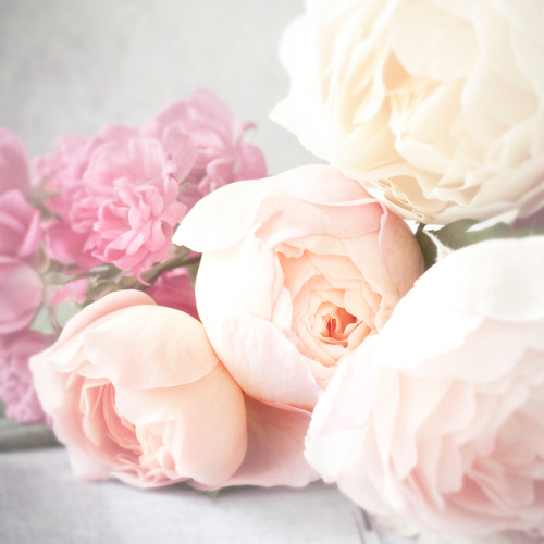 andantegrazioso:Peonies and roses | georgiannalane
