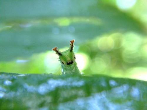 Does The Japanese Emperor Caterpillars Fulfill Your Cute Baby Bug Needs?