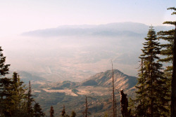 Phlias:  Mount San Jacinto State Park By Nicole Toohey 