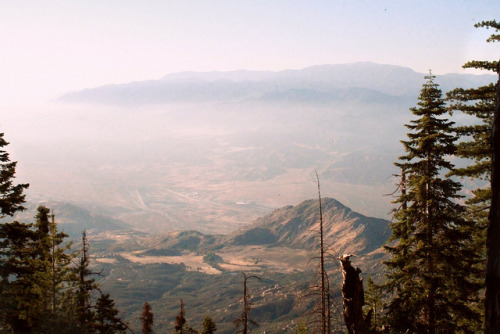 phlias: Mount San Jacinto State Park by Nicole Toohey