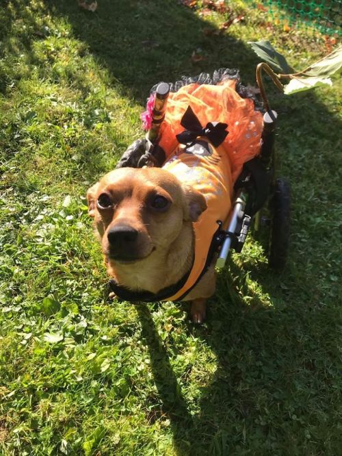 awesome-picz:Woman Adopts 6 Dogs With Special Needs And Now They’re All Living Their Best Lives.