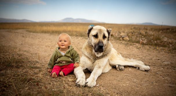 Special Turkish breed Sivas Kangal (Anatolian Shepherd) Dog