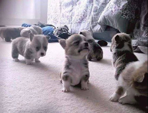 awwww-cute:3 week old Corgi pups (Source: i.imgur.com/ftO4HQ6.jpg)