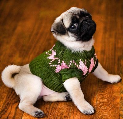 amoying:  puppies in sweaters hee hee hee  puppy in sweater hoo hoo hoo  puppies in sweaters ha ha ha  