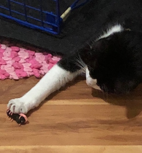 how to keep a cat entertained 101: step 1: turn on a hex bug in view of the cat step 2: profit